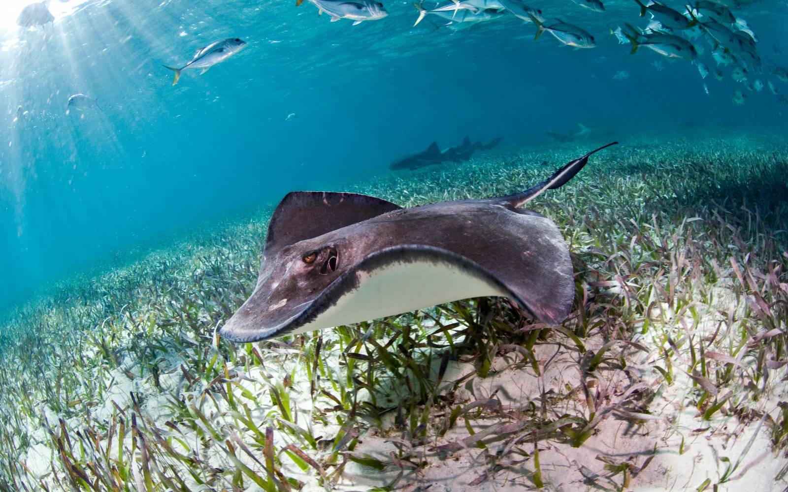 Stingrays al largo della costa del Belize