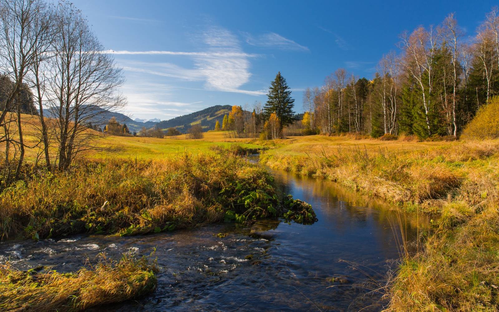 Schweizer Fluss Biber