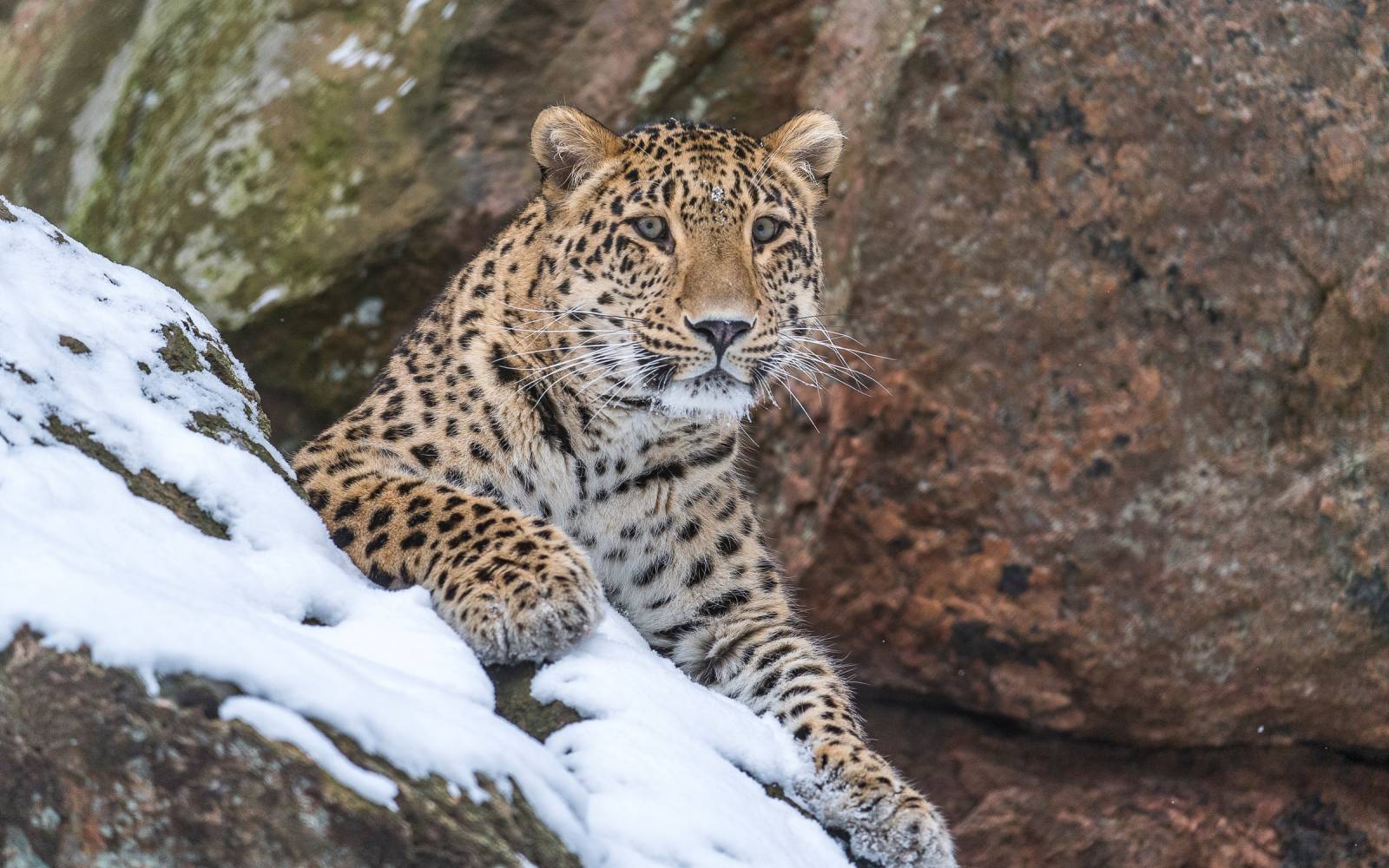 Persischer Leopard auf verschneitem Felsen