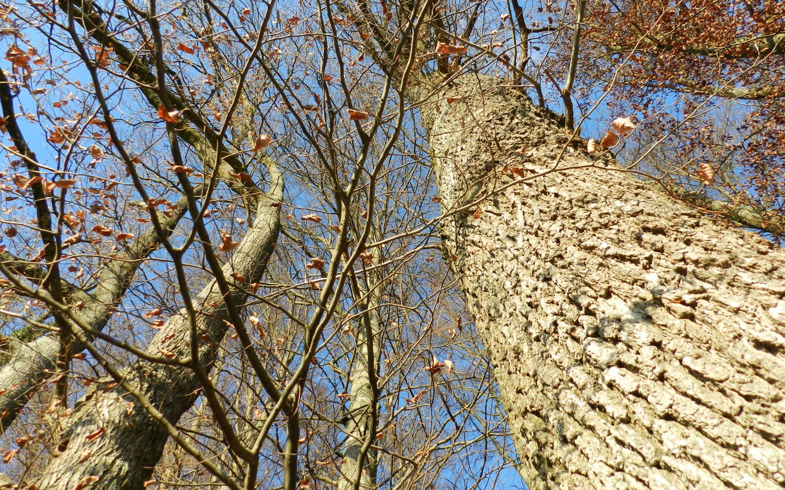 Detailansicht Baumrinde