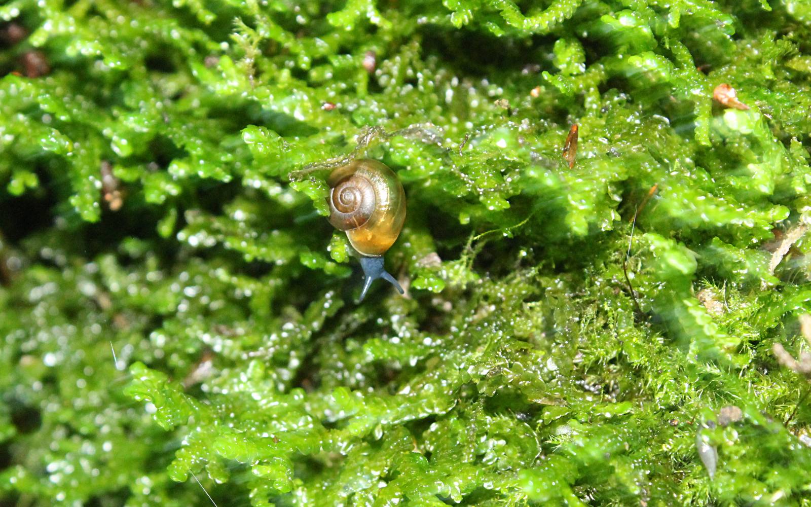 Schnecke auf Moos