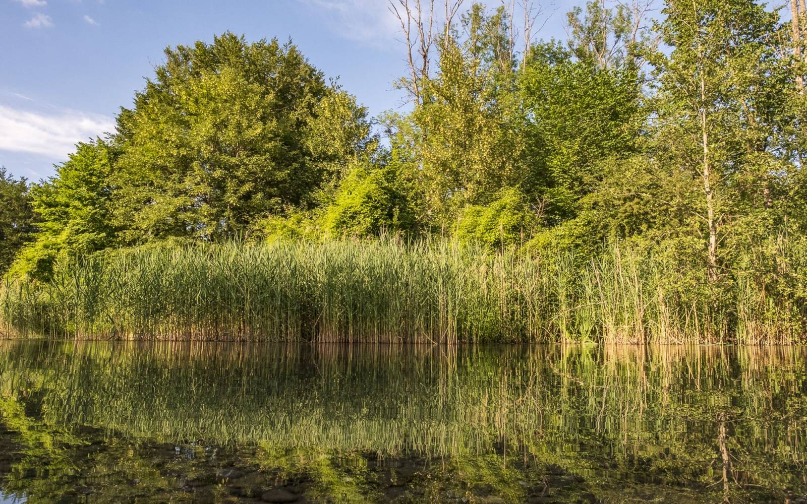 Spiegelung auf dem Wasser der Alten Aare