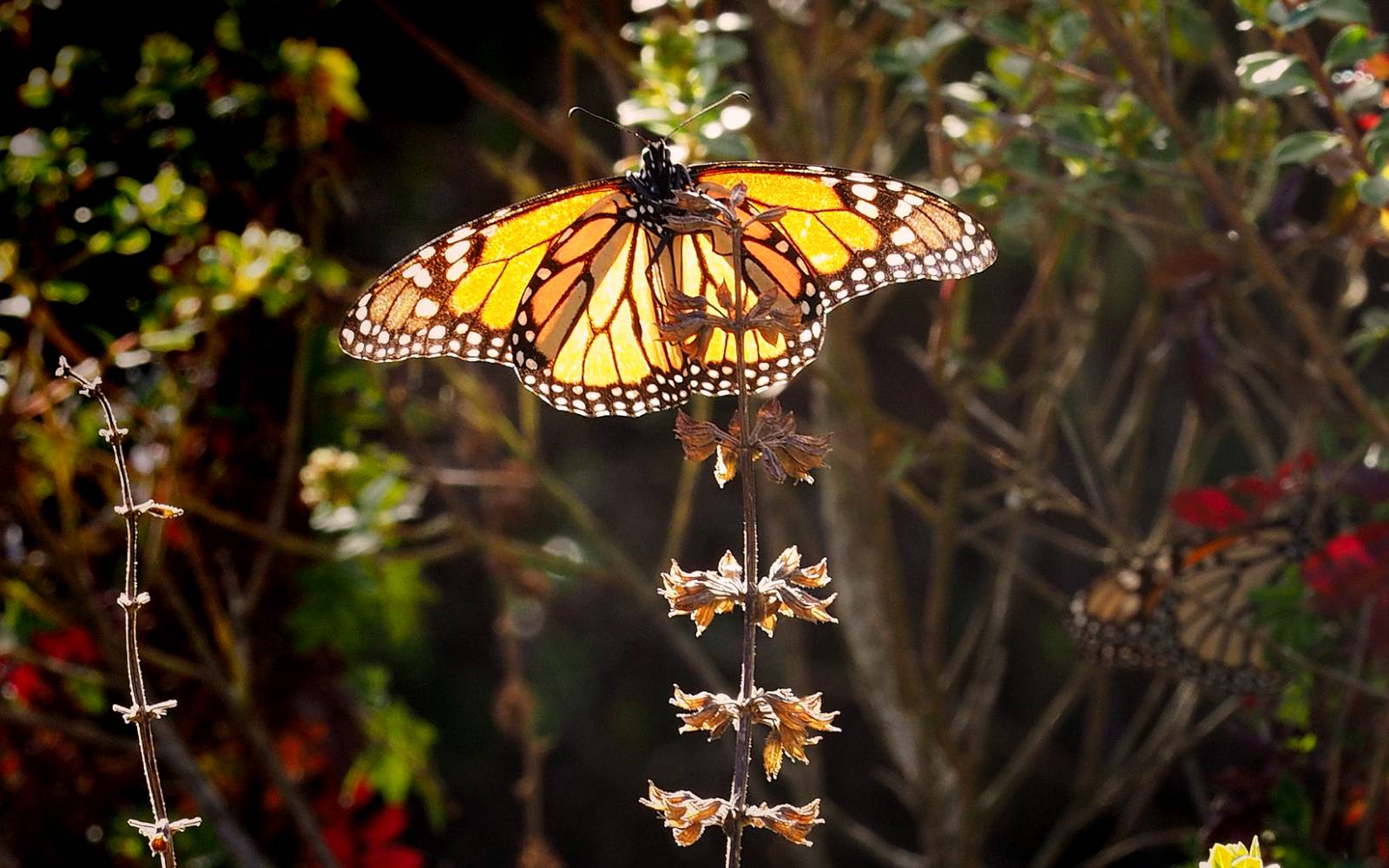 Monarchfalter, El Rosario Sanctuary, Monarchfalter-Reservat, Mexiko