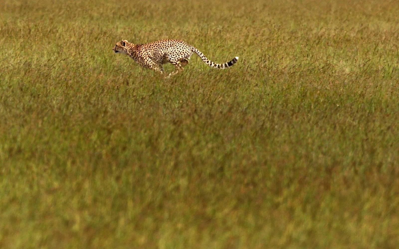 Gepard, laufend, Kenia, Afrika