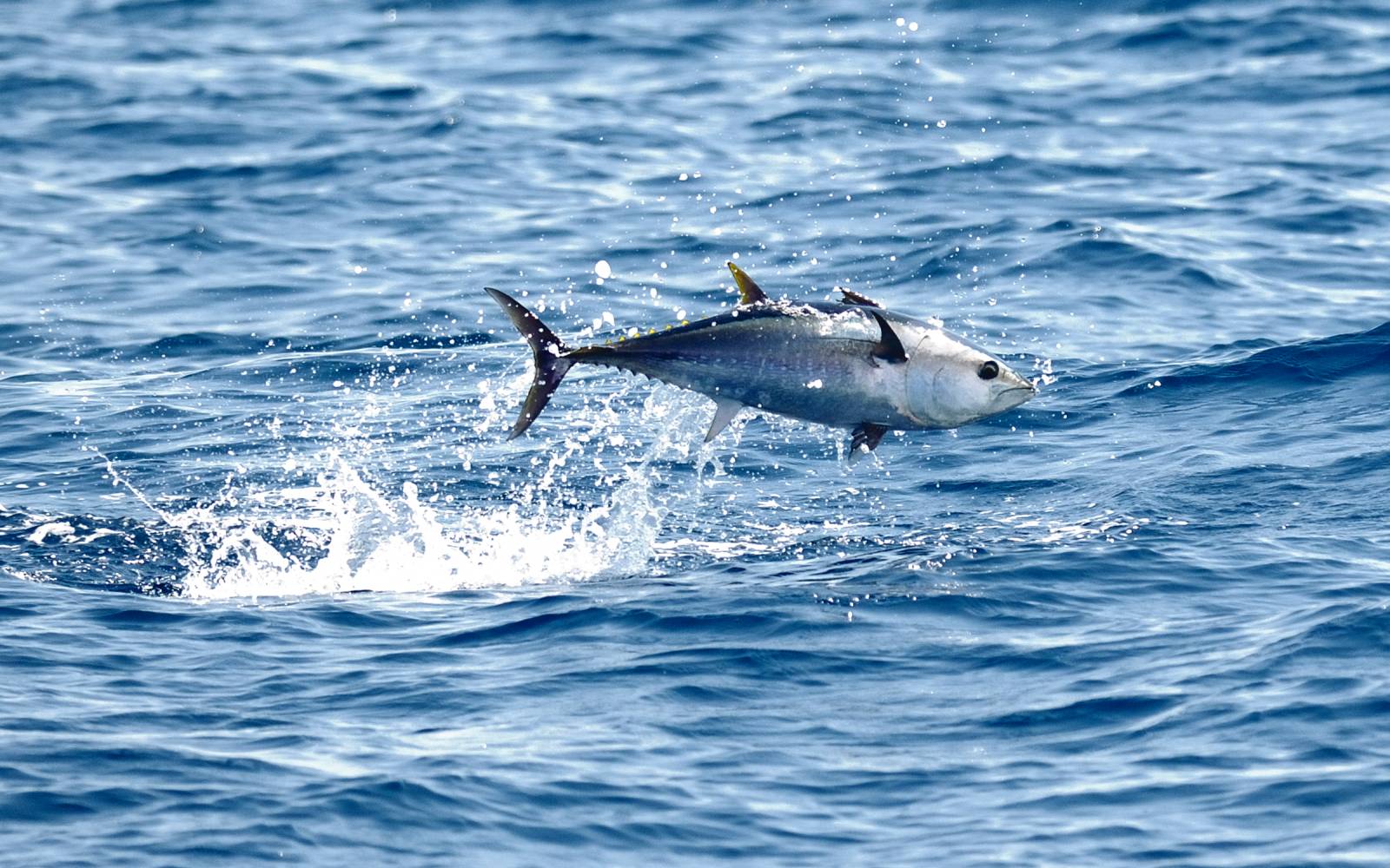 Roten Thunfisch aus dem Atlantik