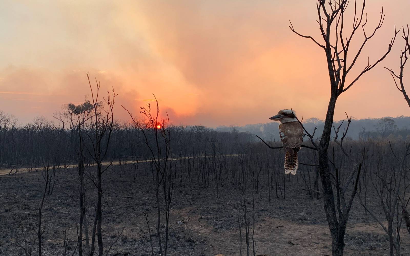Ein Kookaburra schaut auf die verbrannten Bäume des australischen Buschbrands