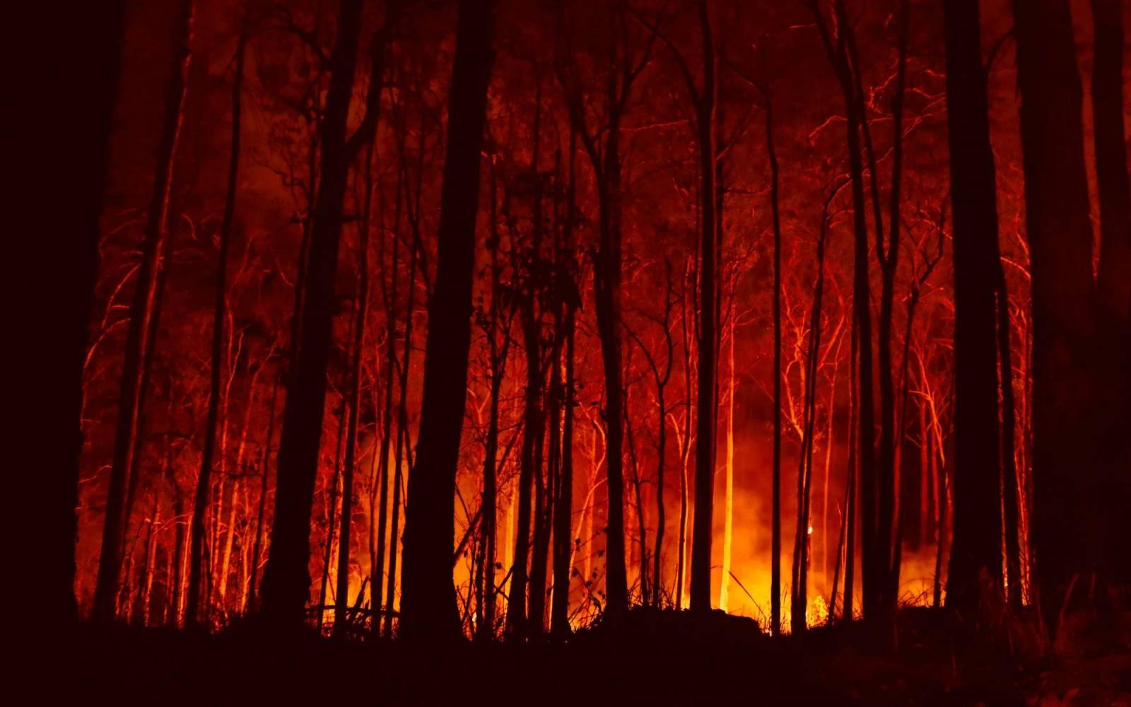 Bäume vor dem australischen Buschfeuer