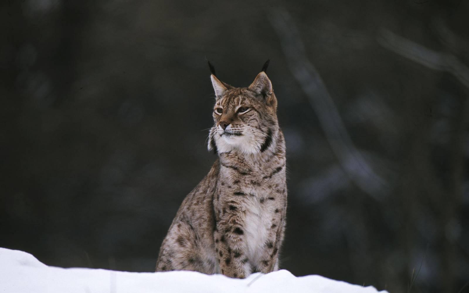 Ein Luchs im Schnee.