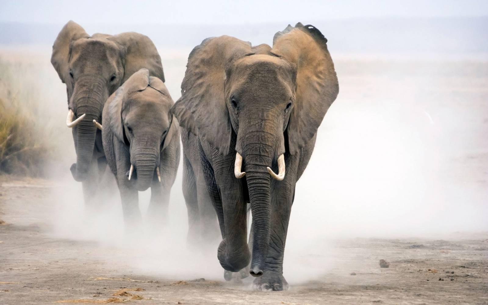 Afrikanische Elefanten in Kenya
