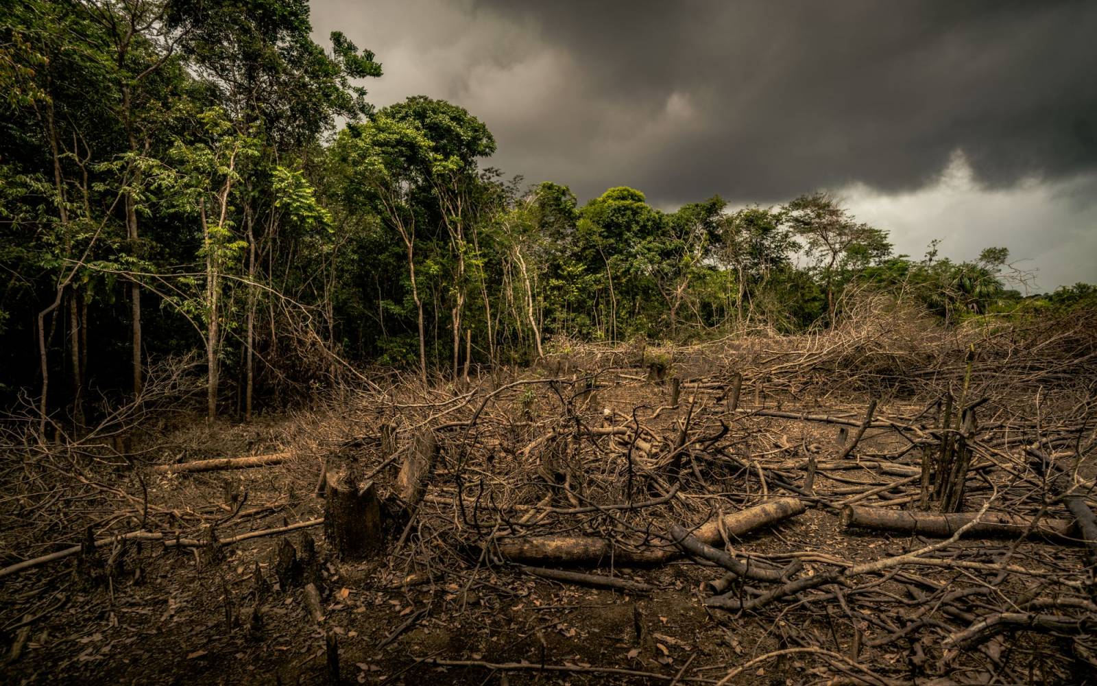 Seitenansicht von der Entwaldung des Amazonas