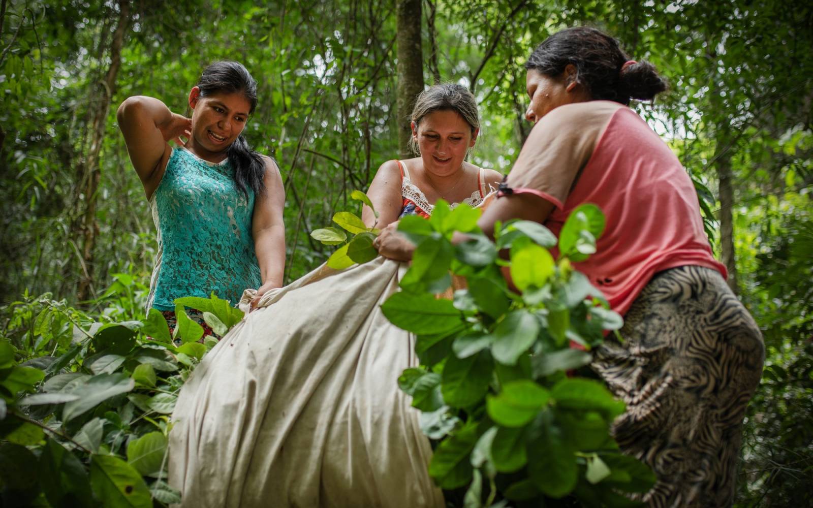 Frauen-Cooperative bei der Mate-Ernte in Paraguay