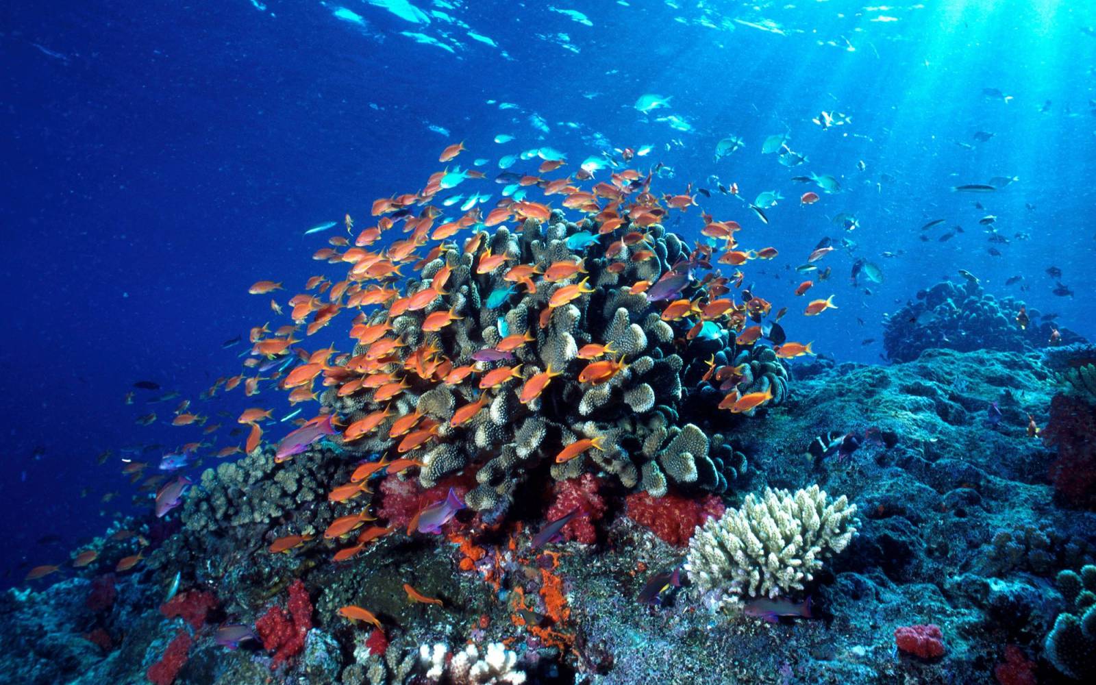 Korallen in Fiji