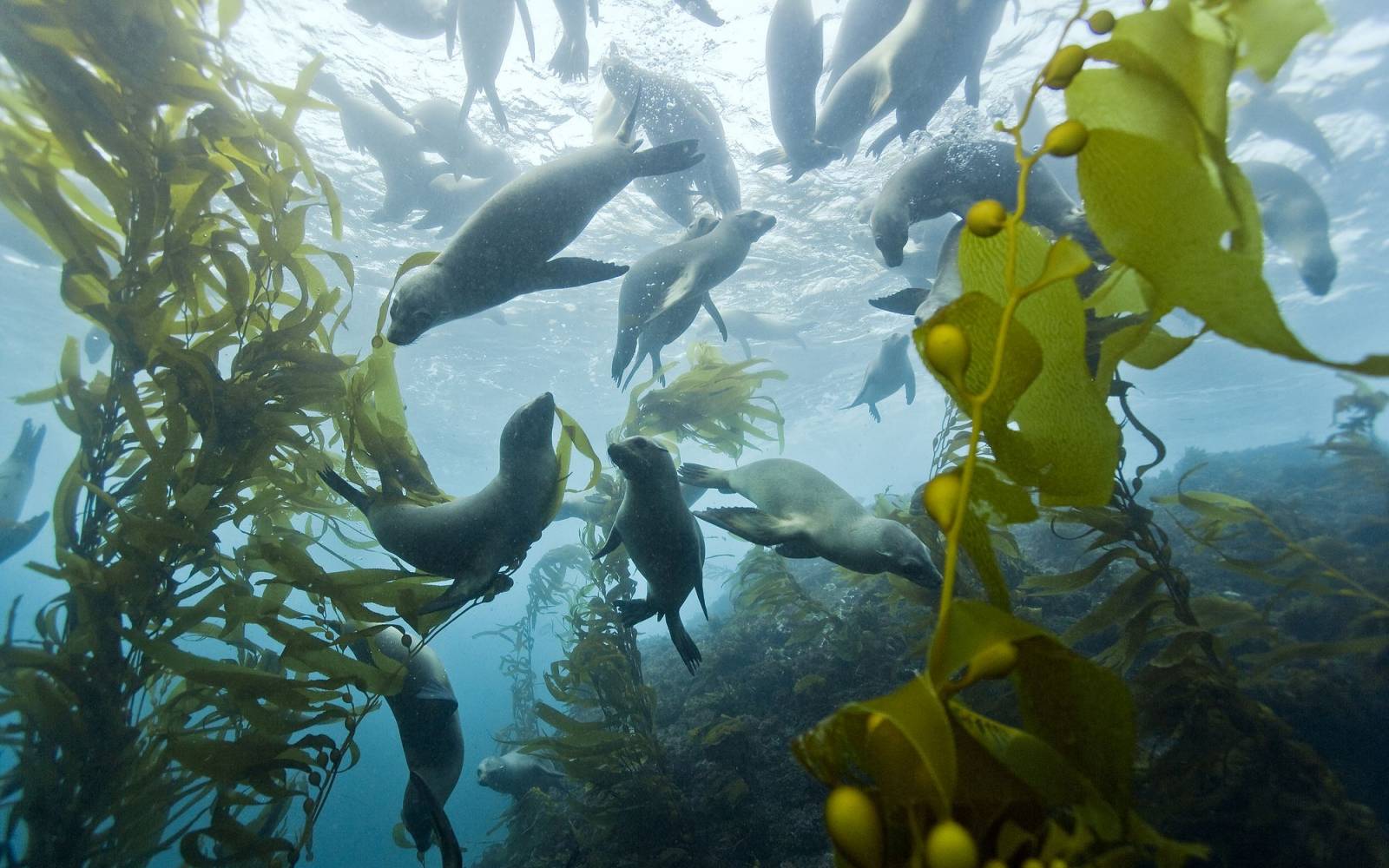 Seelöwen schwimmen vor Kalifornien