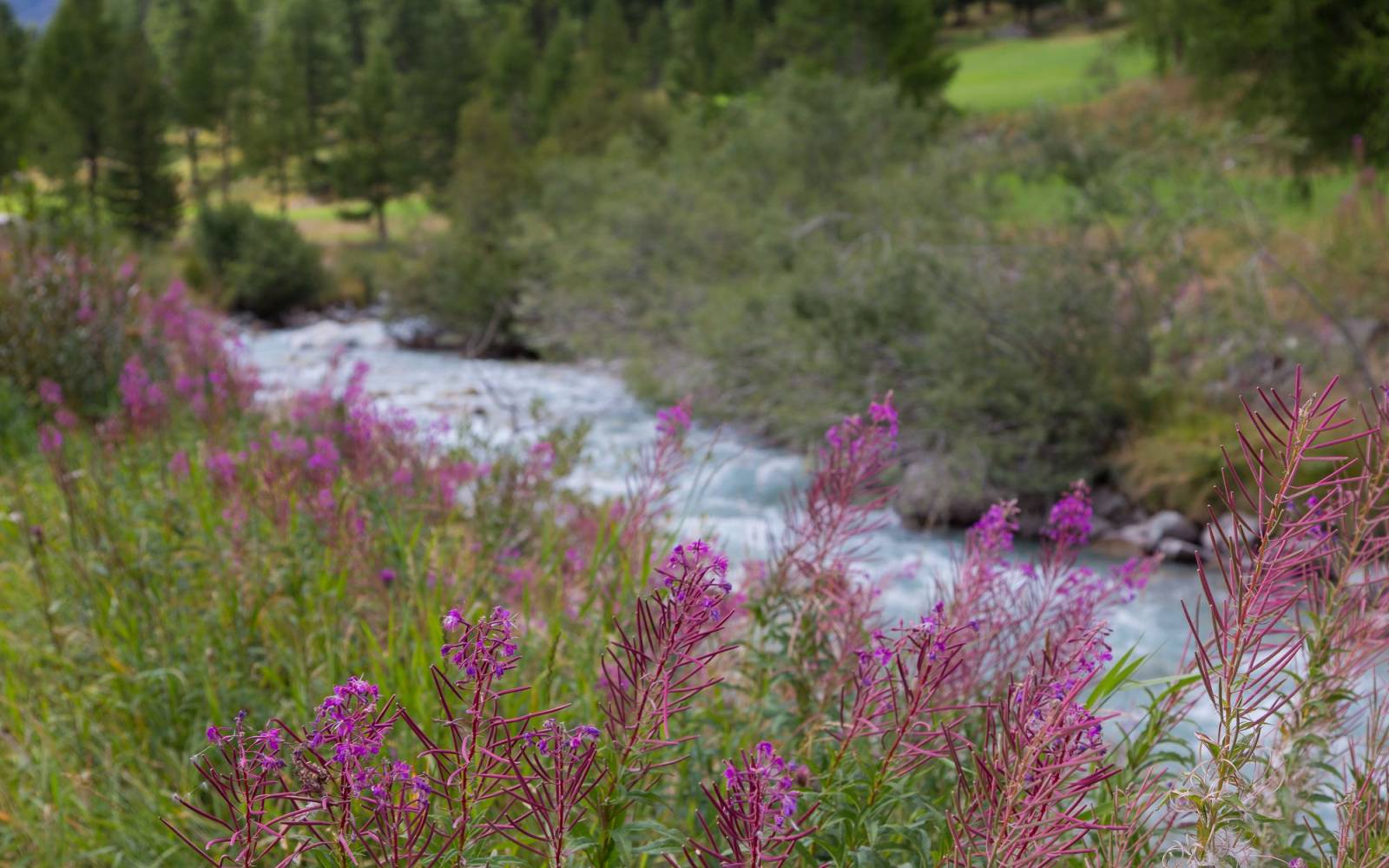 Von Schluchten, Auen im Überschwemmungsbereich zu Flussmäander; der Beverin ist ein vielfältiger Fluss