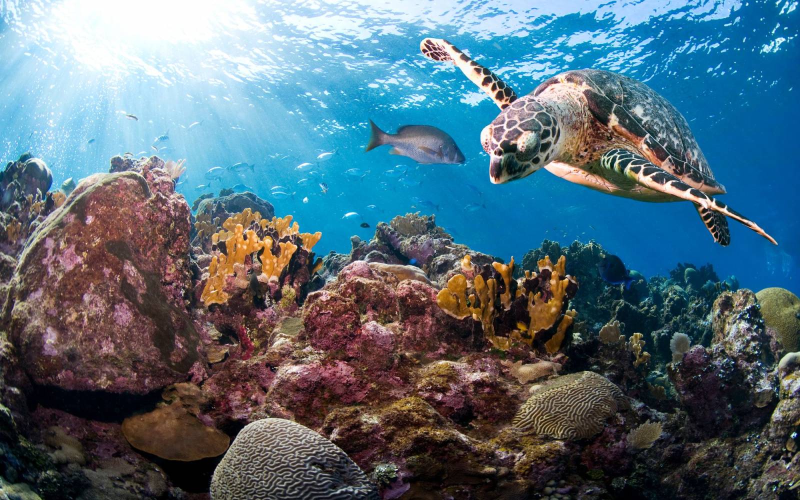 Eine Schildkröte schwimmt über Korallenriffe