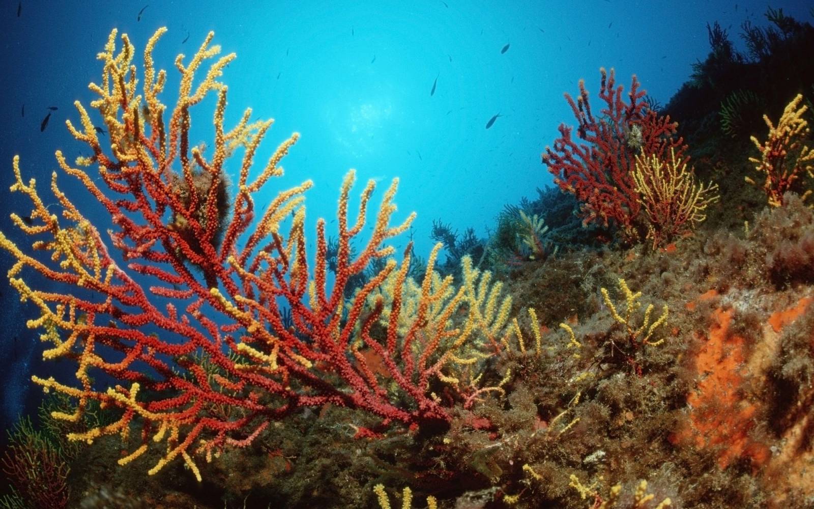 Koralle im Mittelmeer