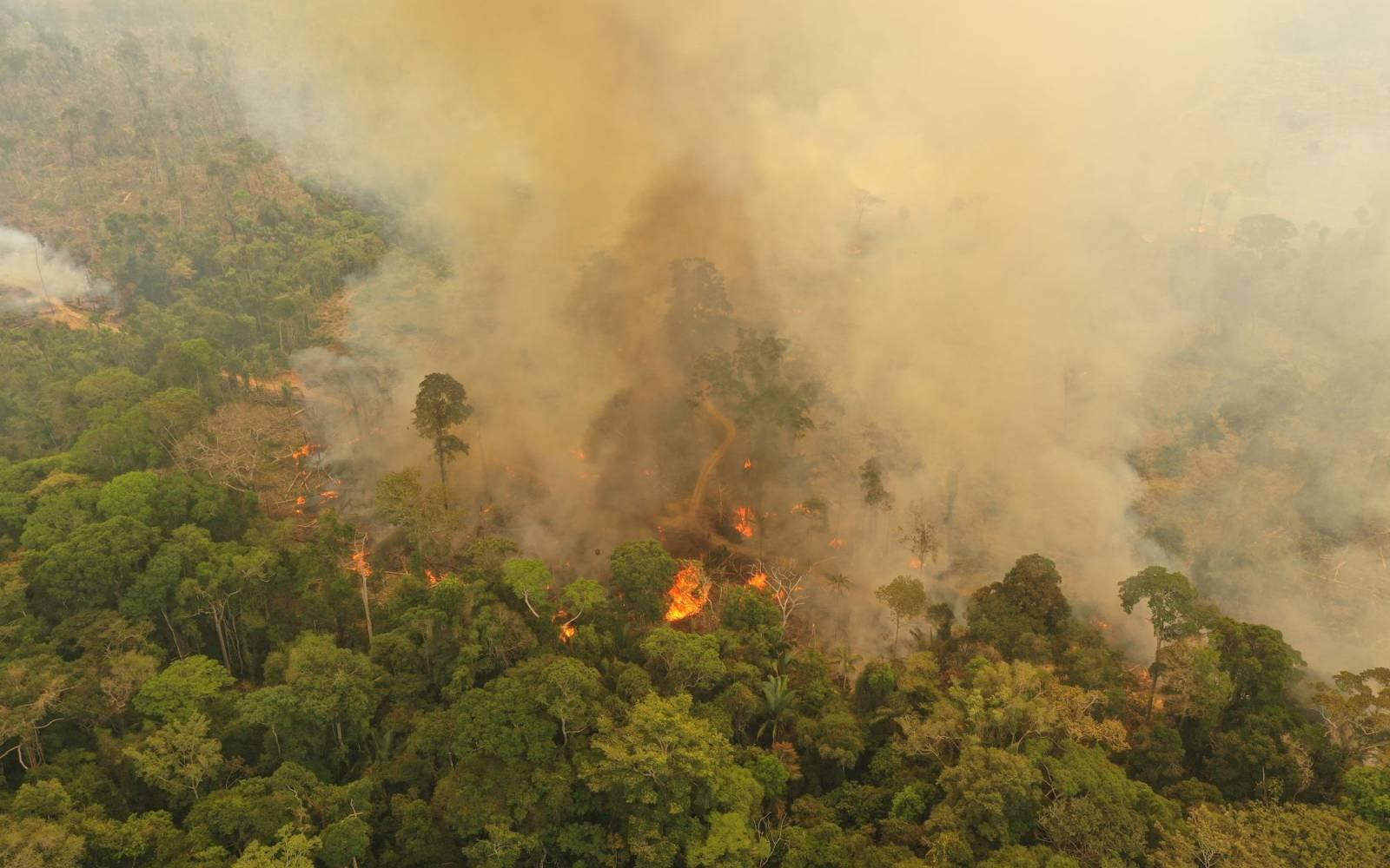 Feuer im Amazonas