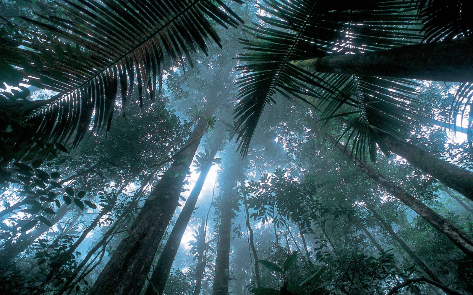 Matécho Wald in French Guiana