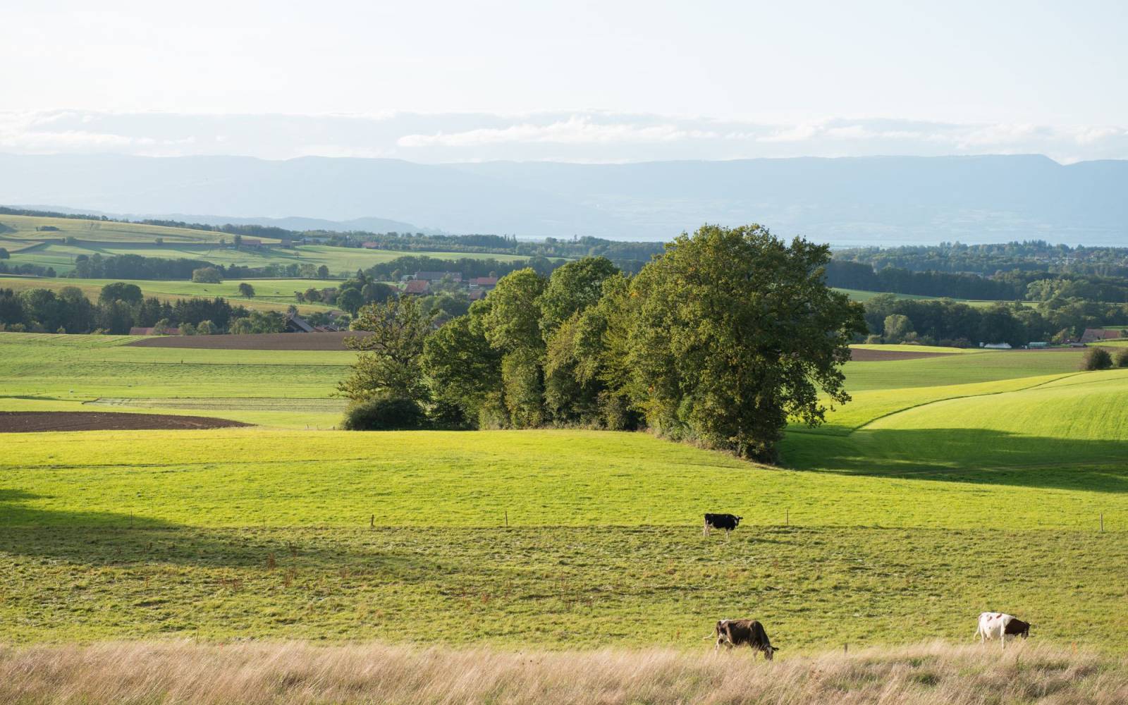 Landwirtschaftliche Fläche, die ökologisch aufgewertet wurde