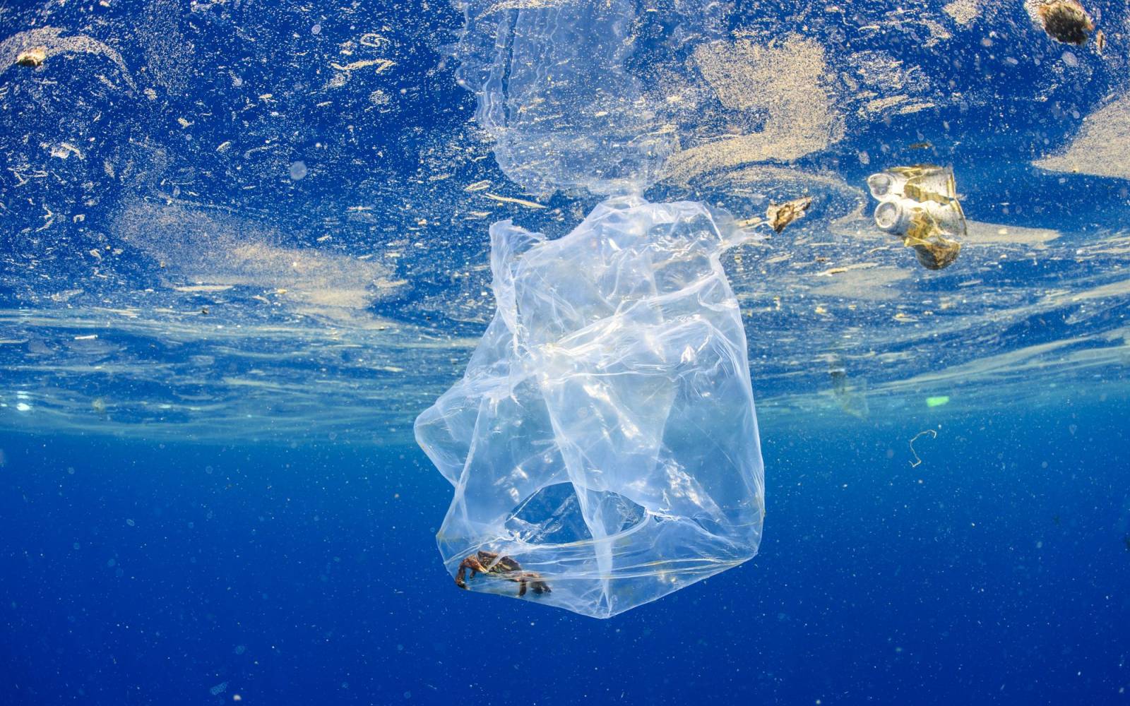 Krebs in Plastiksack im indischen Ozean