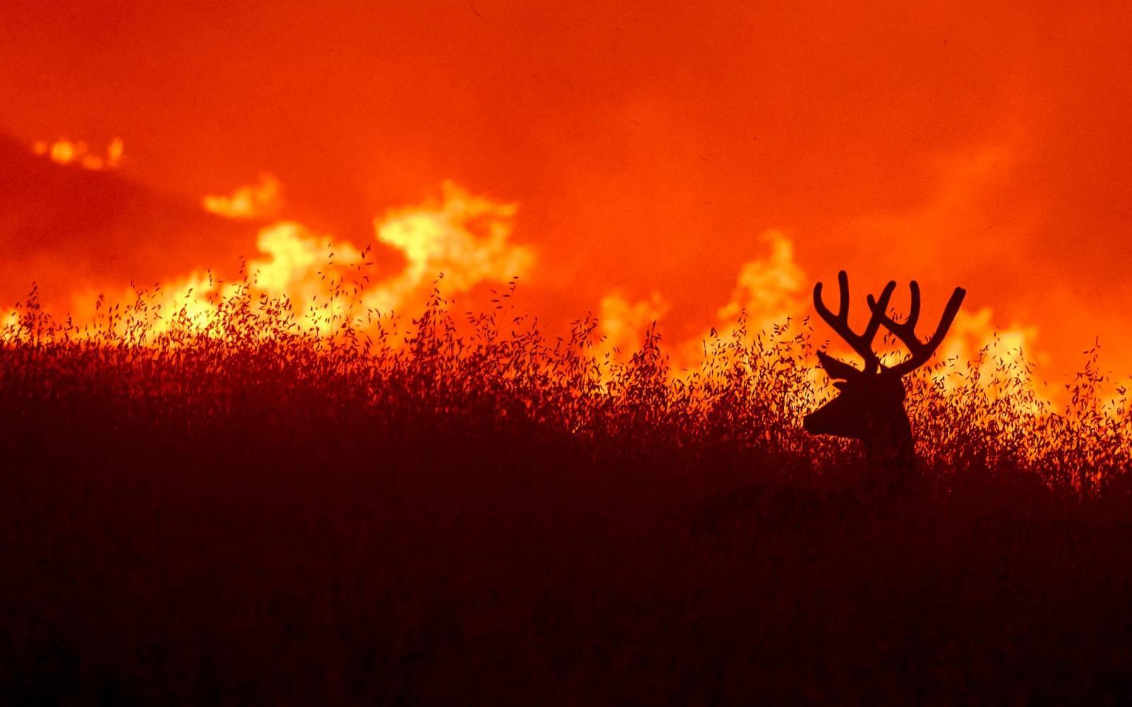 Reh vor Flammenhintergrund im Quail-Feuer in Kalifornien 2020