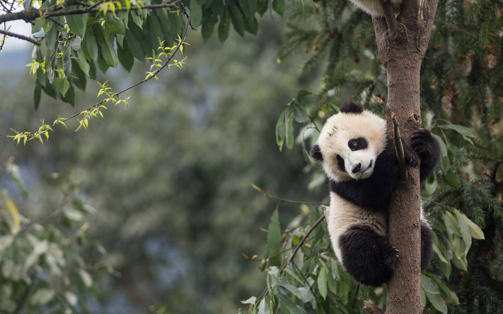 Junger Panda auf einem Baum