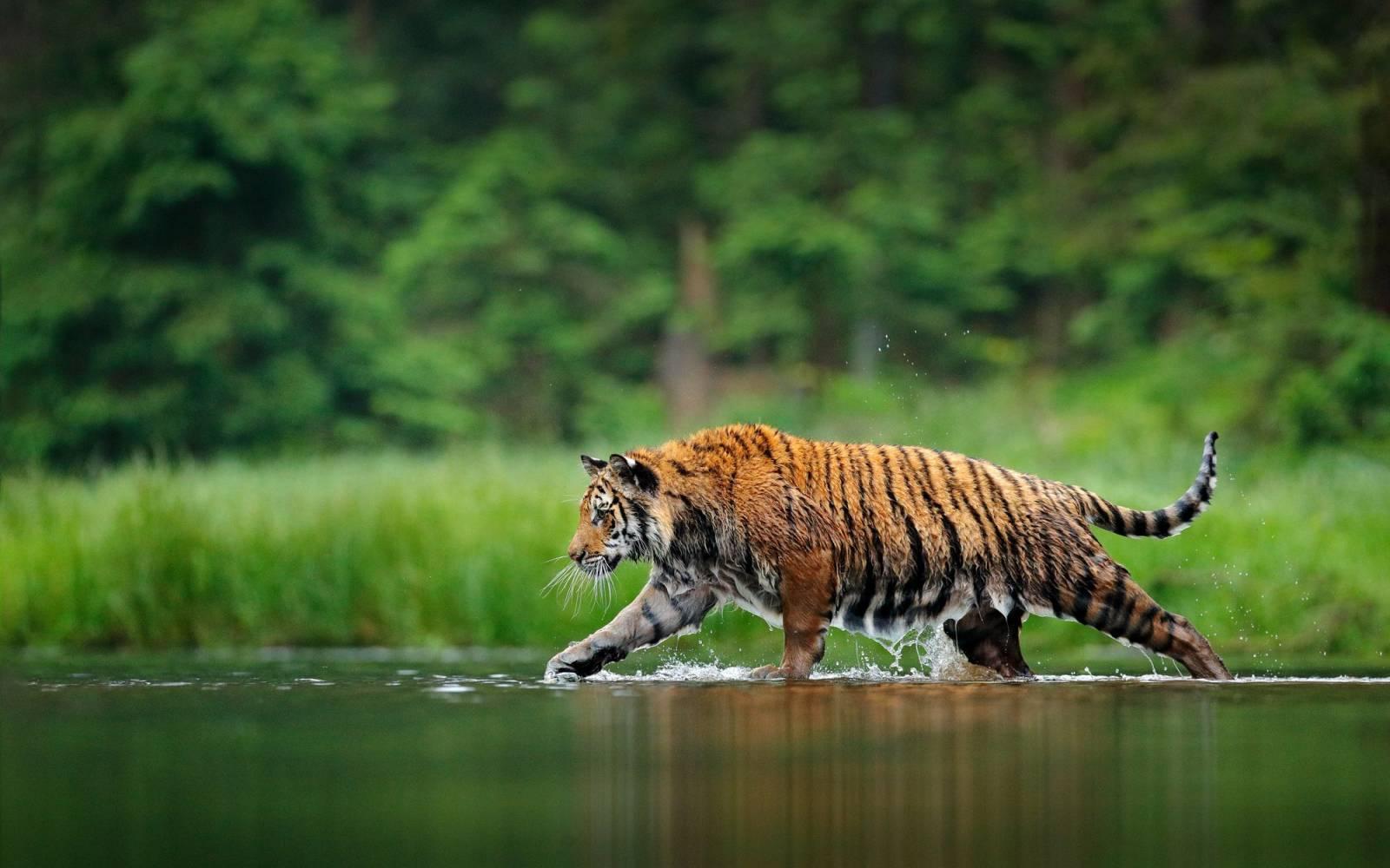 Tiger walking in river