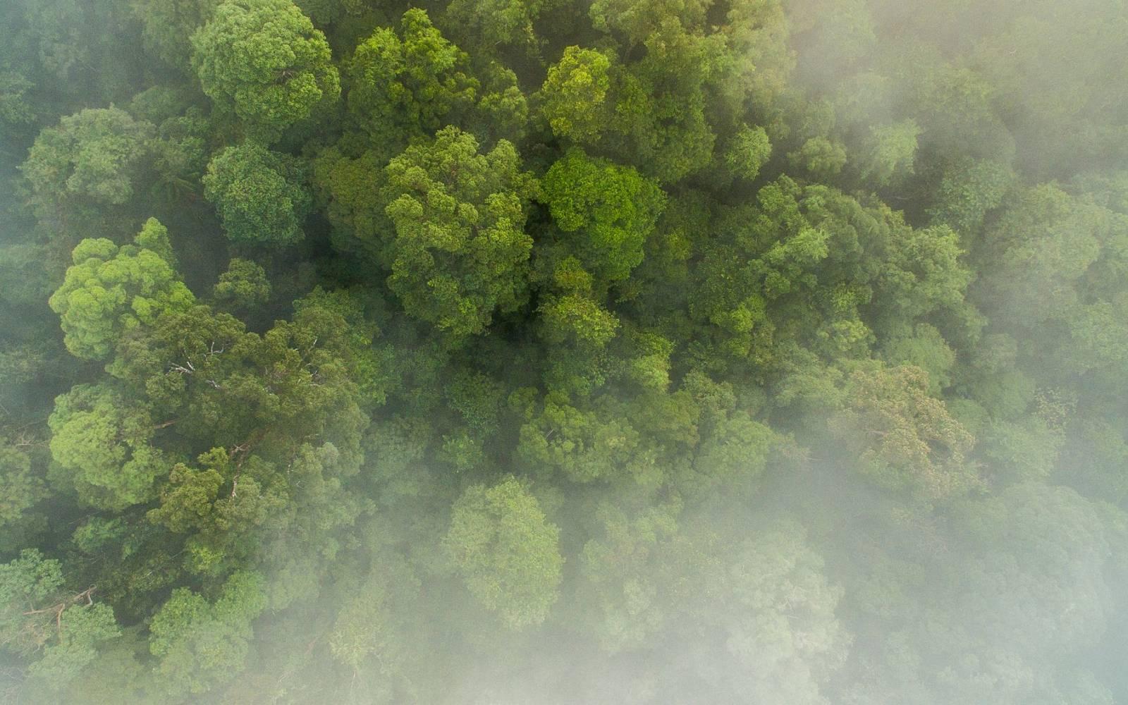 Luftaufnahme des Regenwaldes in Sumatra, Indonesien