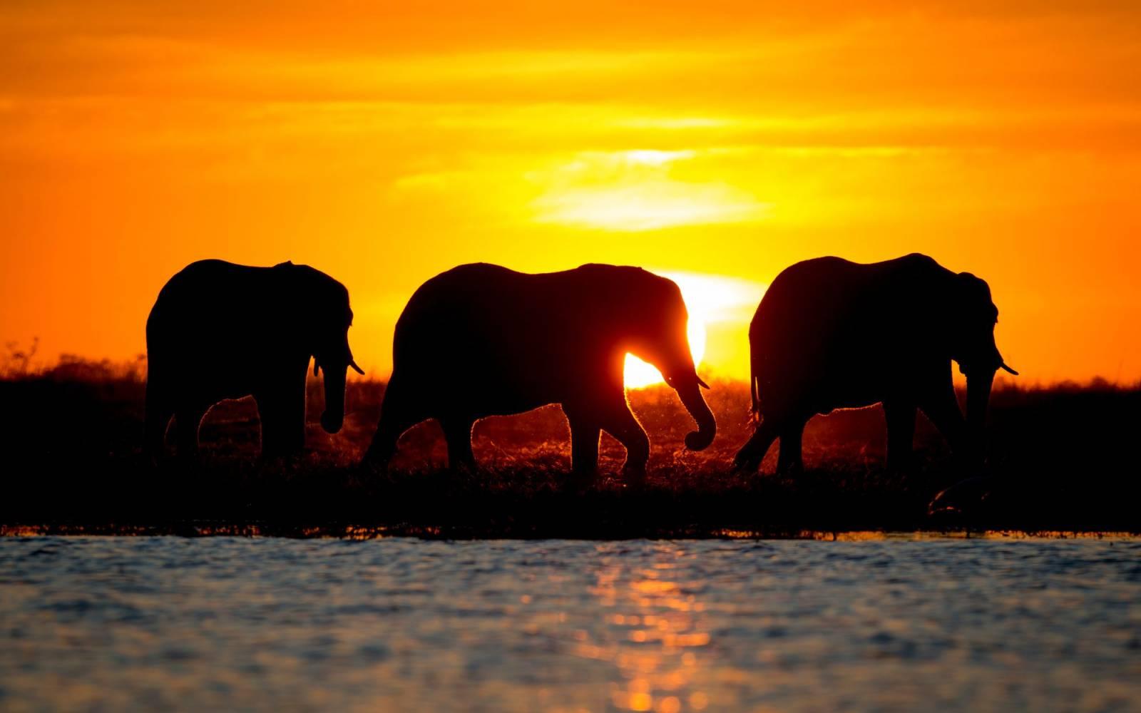 3 afrikanische Elefanten gehen vor der untergehenden Sonne in Namibia
