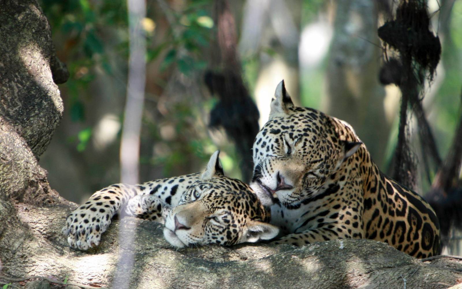 2 Jaguare liegen auf einem Baum