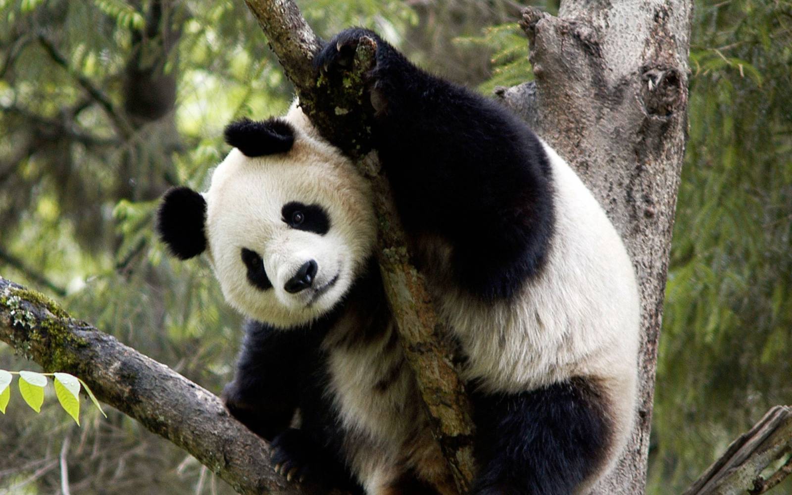 Grosser Panda sitzt im Baum