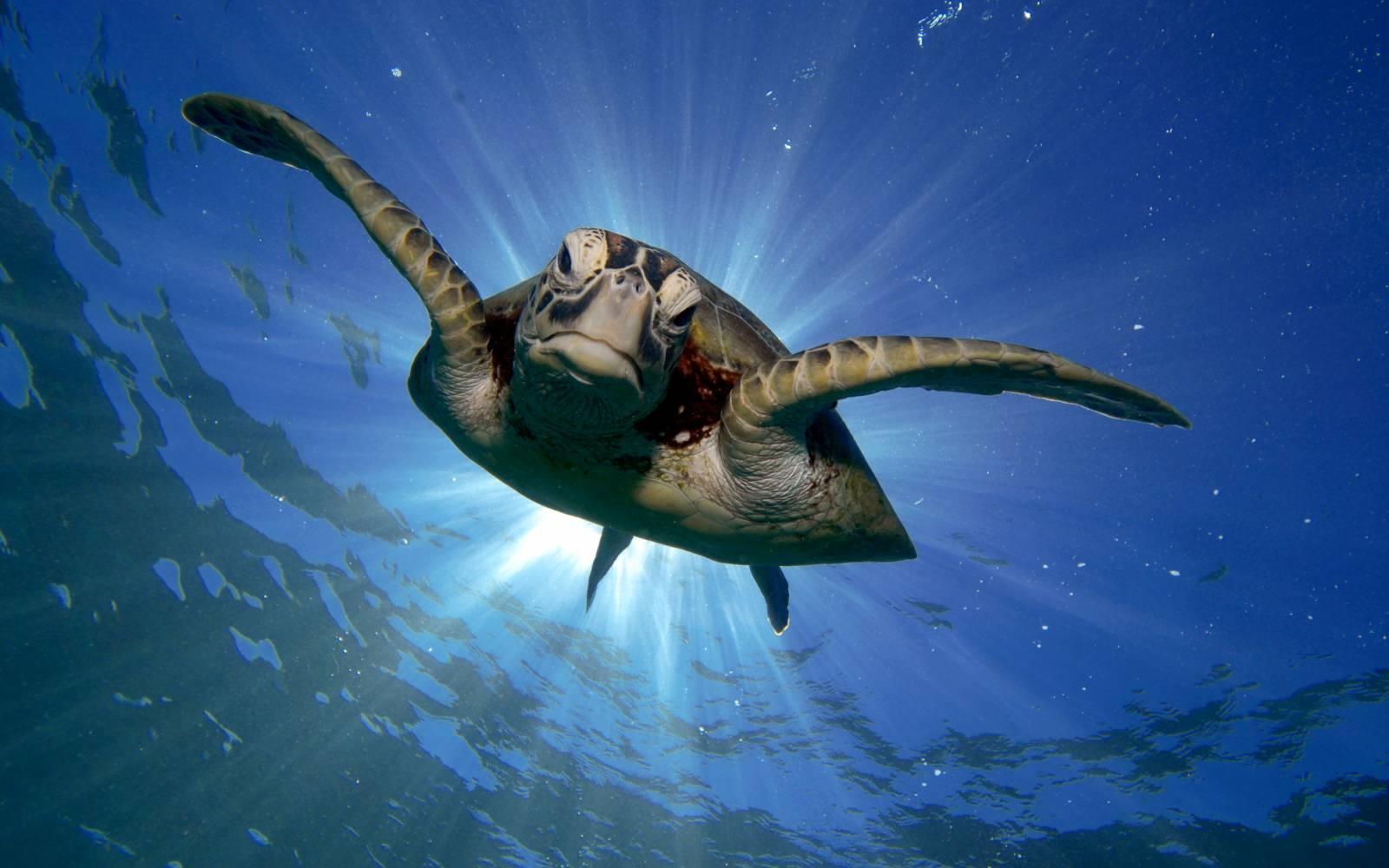 Meeresschildkröte beim Great Barrier Riff, Australien