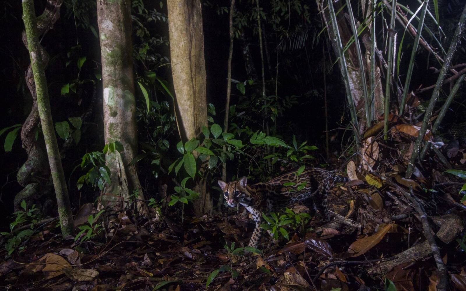 Ozelot in französische Guyana