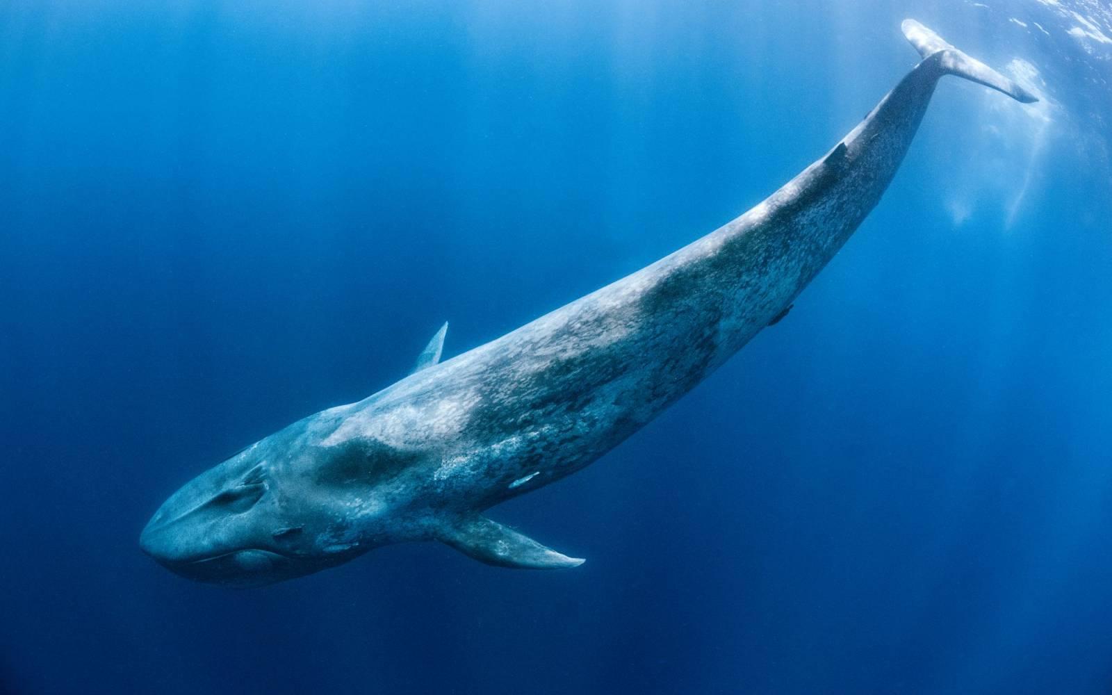 Der Blauwal schwimmt unter der Meeresoberfläche.