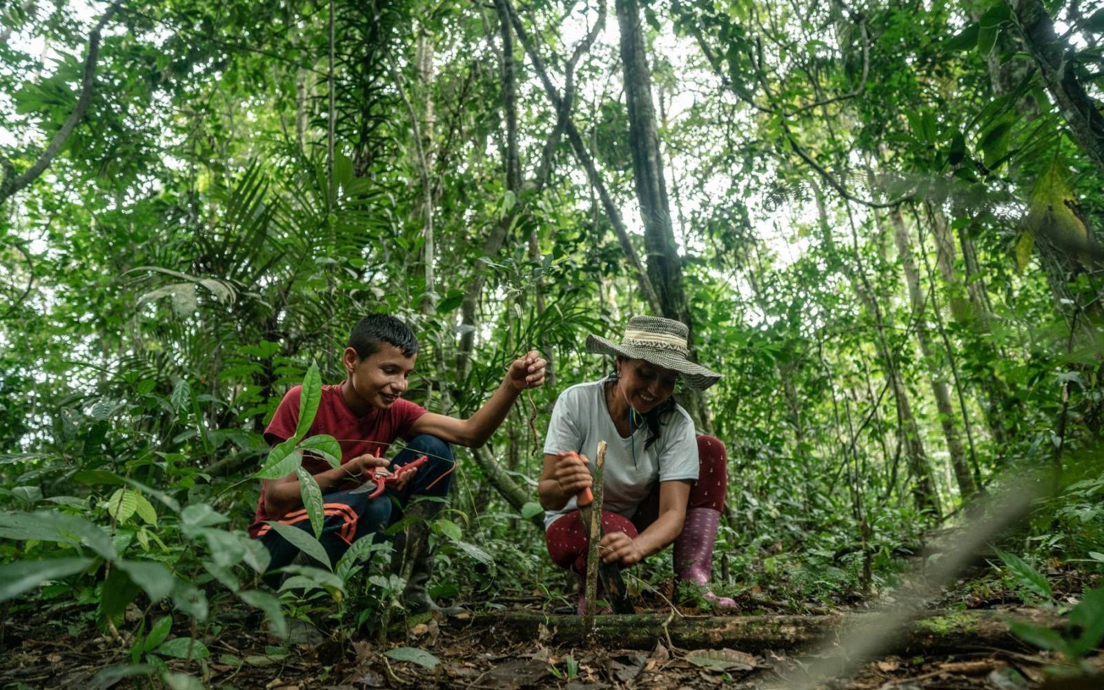 Waldaufforstung im kolumbianischen Amazonas
