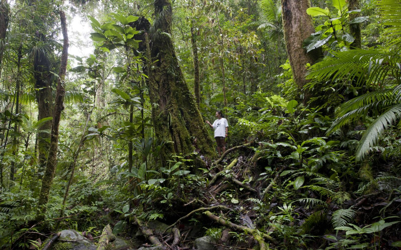 Regenwald auf Mount Rano mit Mensch in Bildmitte