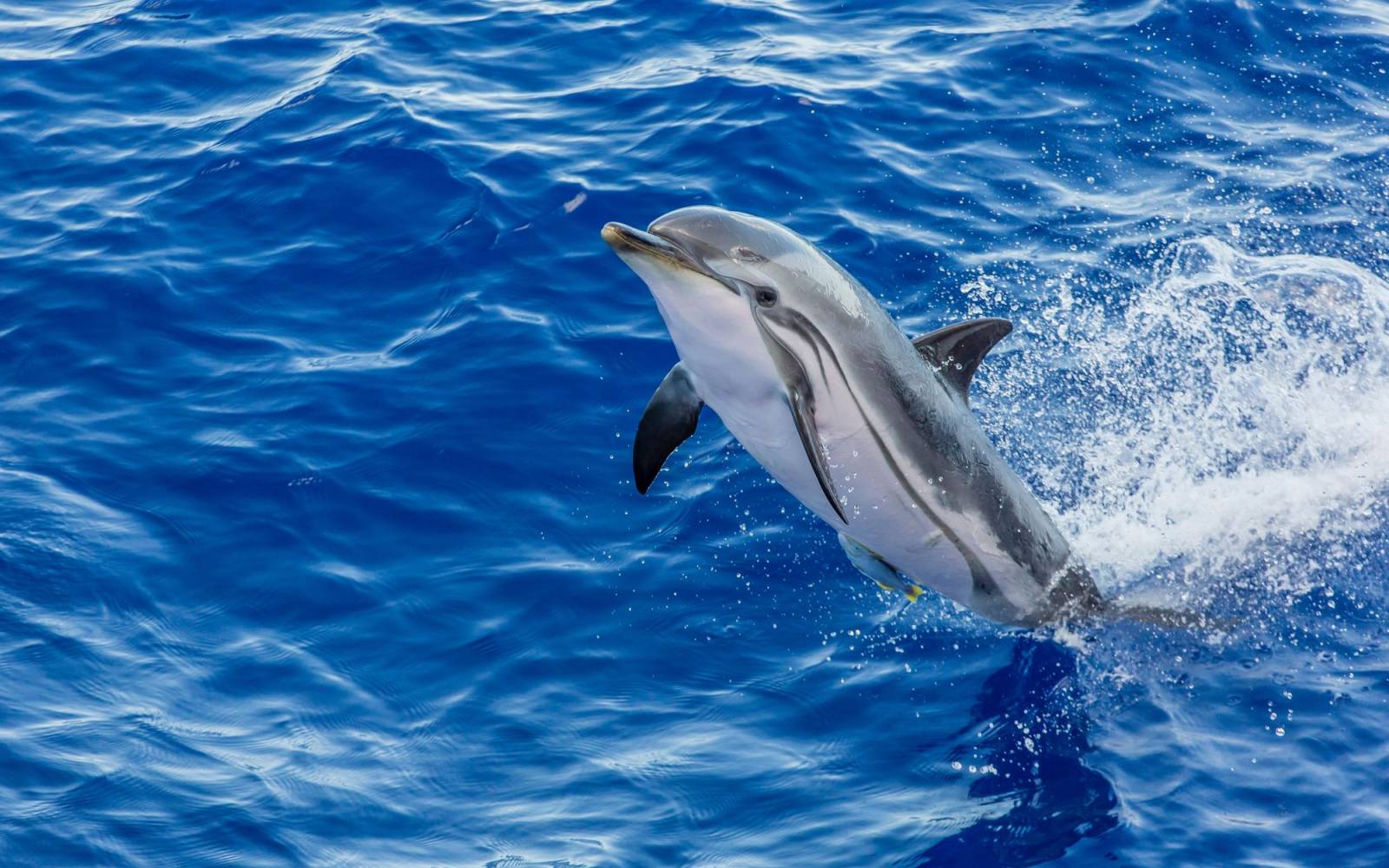 Delfin der aus dem Wasser springt