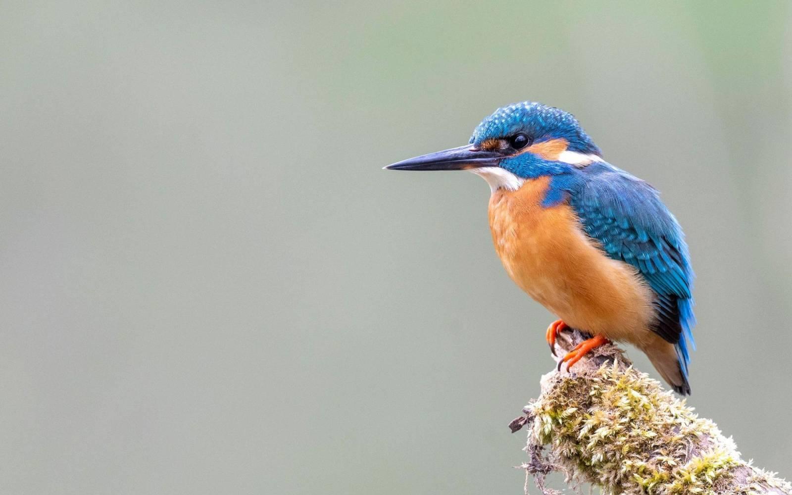 Eisvogel auf einem Ast