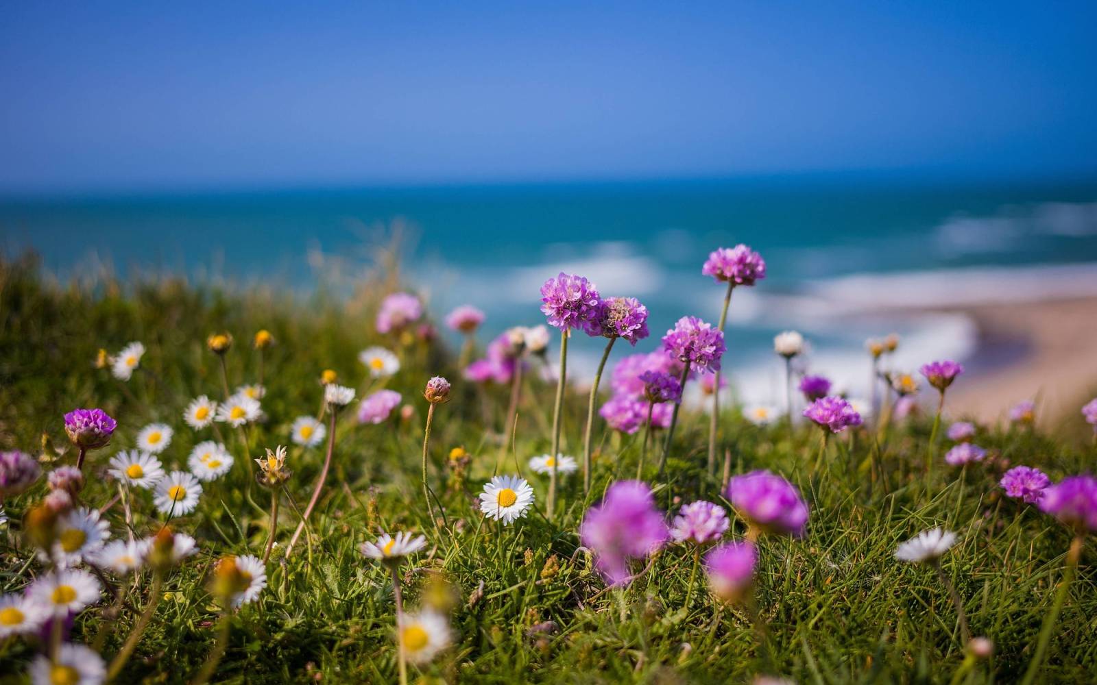 Blumen an der Küste von Dänemark