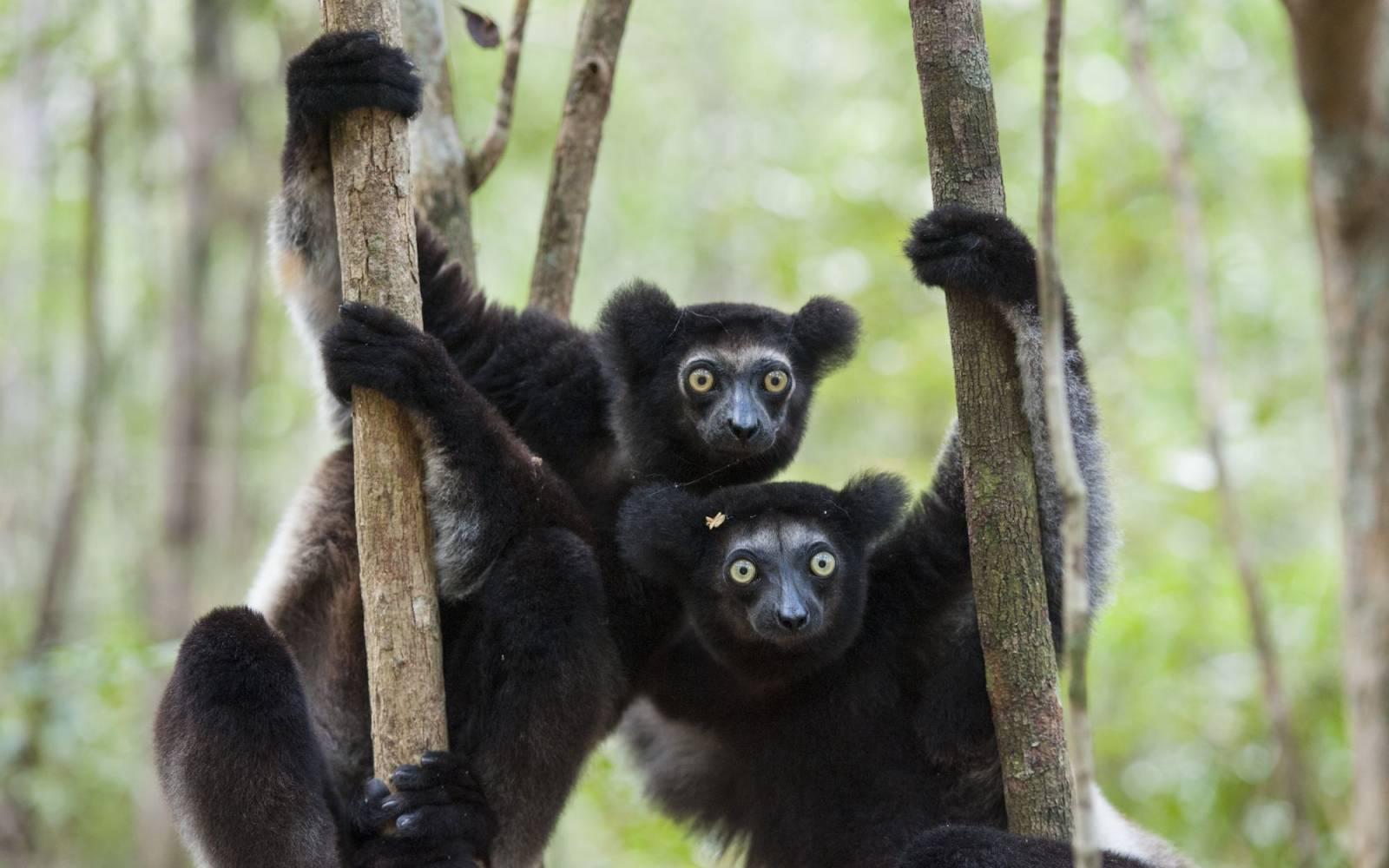 Indri (Indri indri) on tree trunks, East Coast of Madagascar.