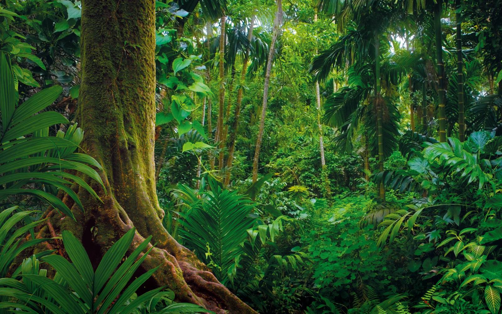 Rainforest with green vegetation