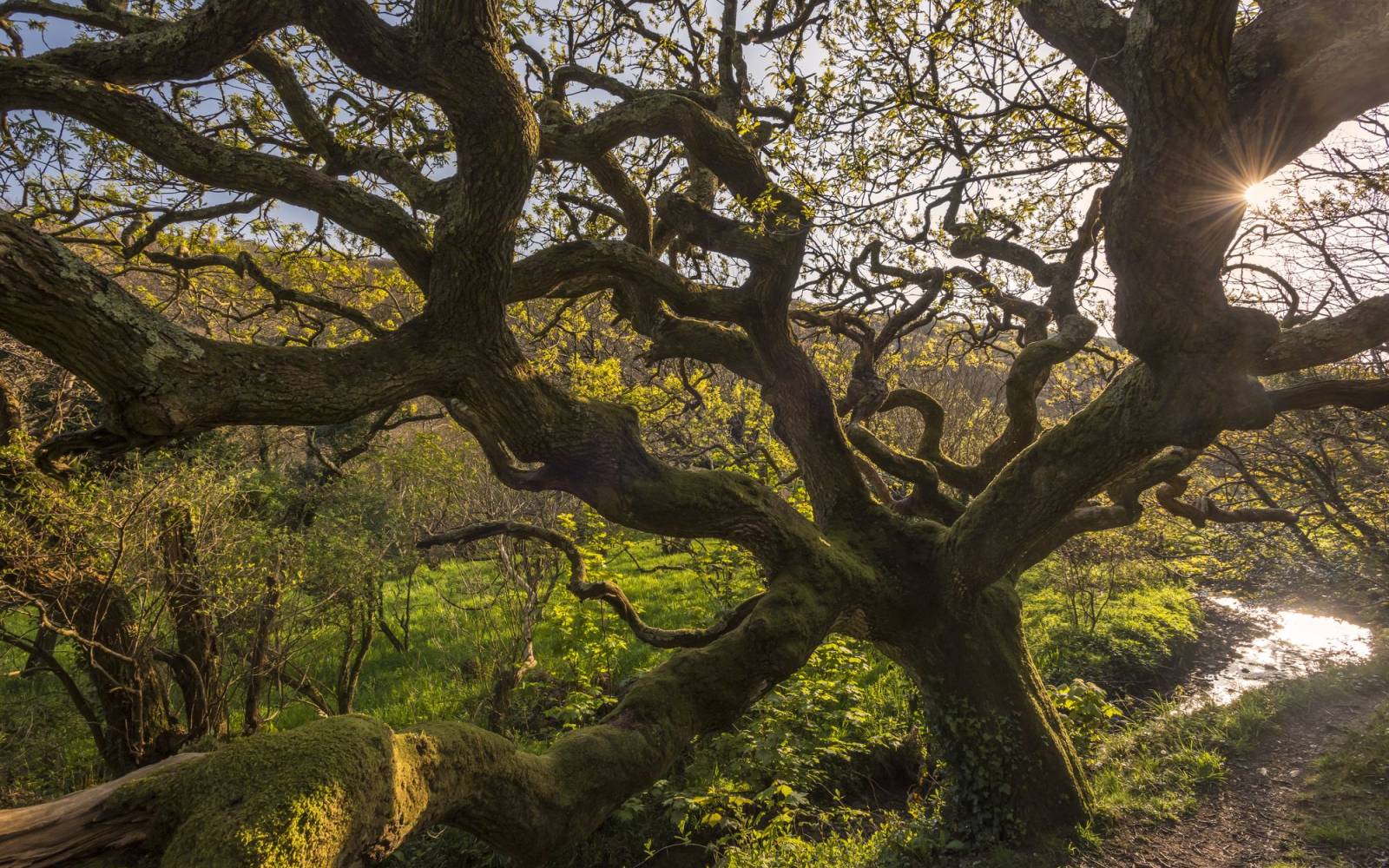 Äste eines Baumes mit Wald im Hintergrund