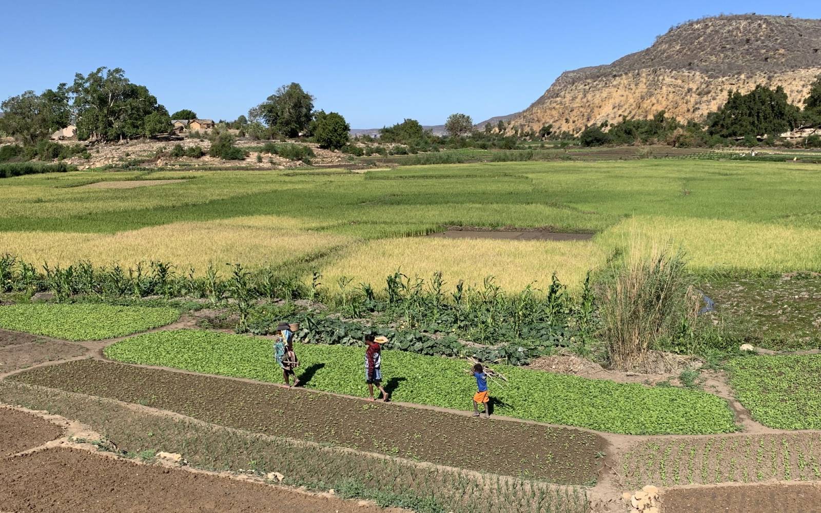 Drei Menschen auf einem Feld in Madagaskar