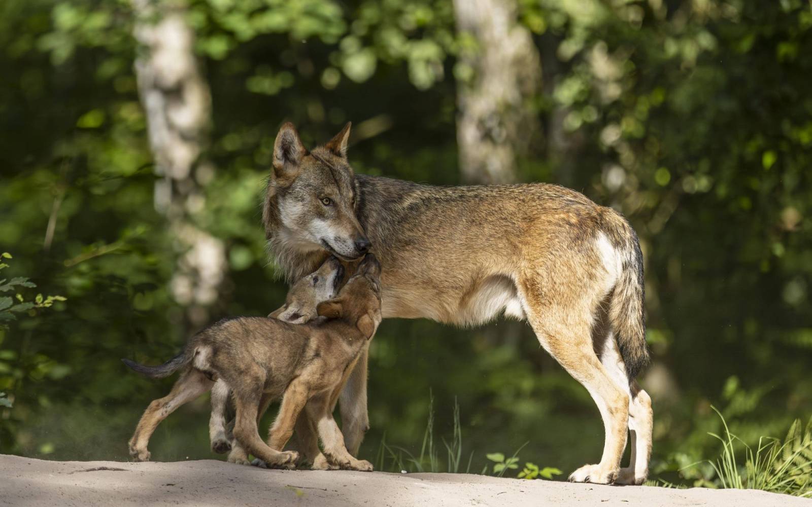 Wolve with two pups