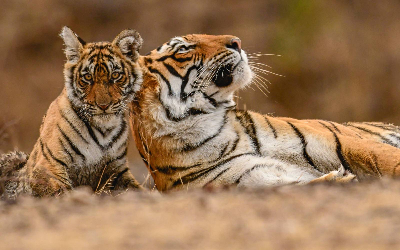 Tigermutter mit kleinem Tiger in Indien
