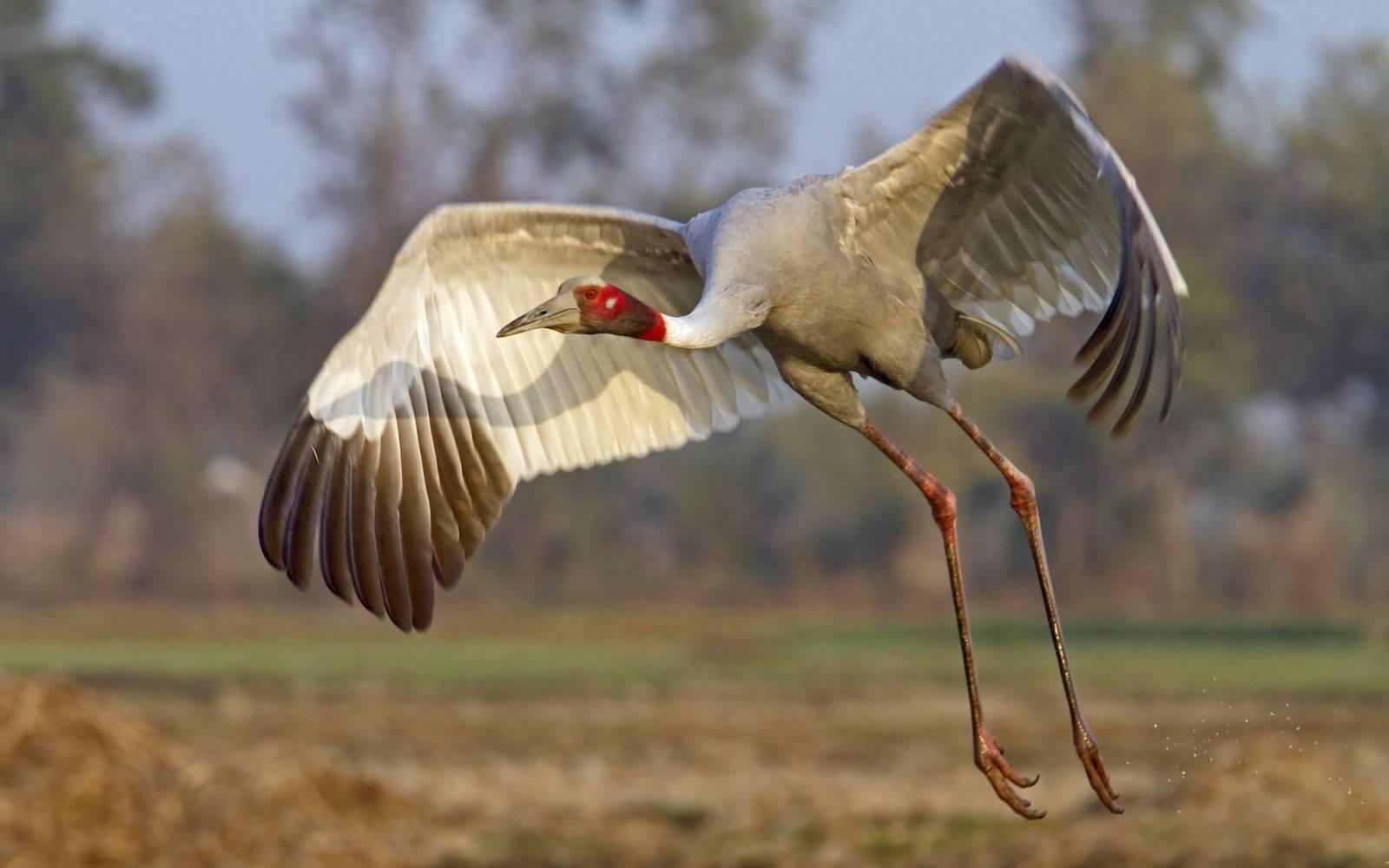 Sarus Kranich beim Abheben