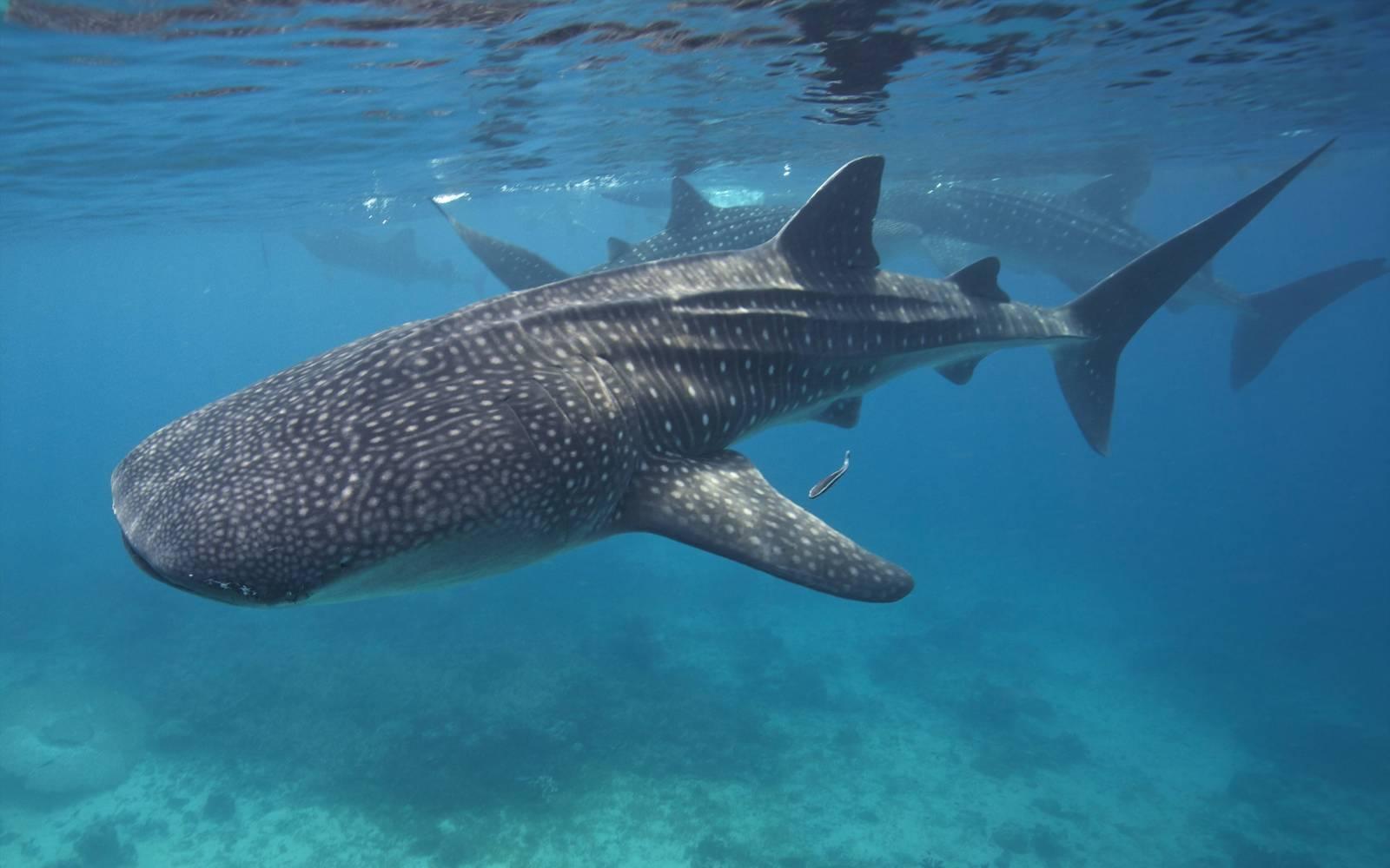 Un groupe de requins-baleines nage dans les eaux philippines