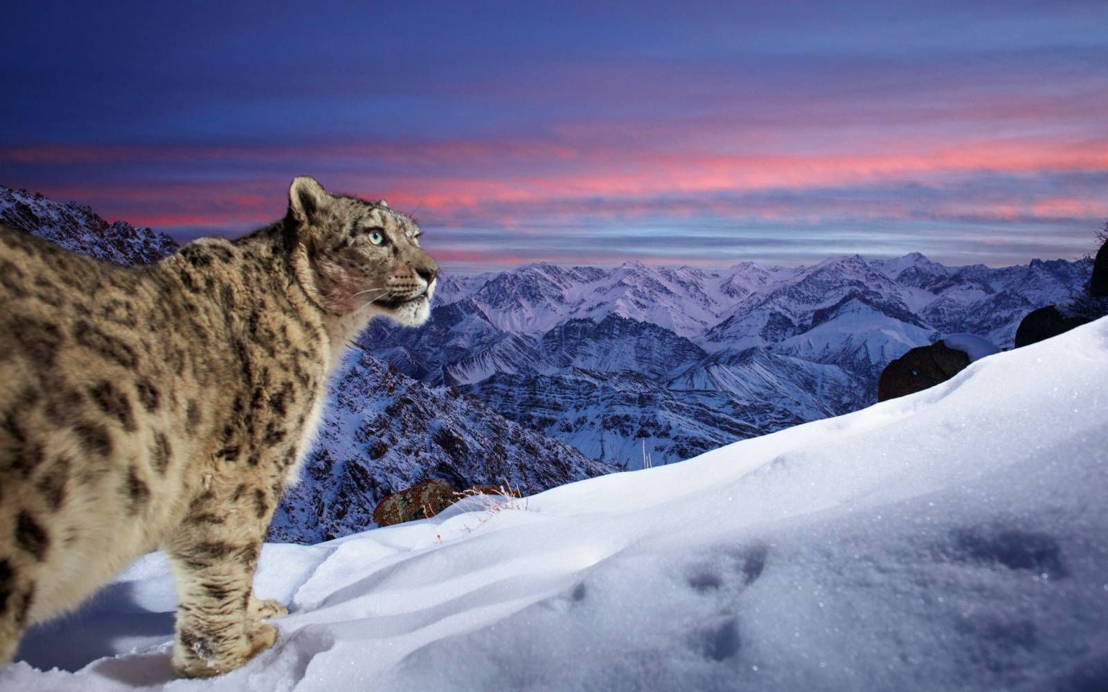 A wild snow leopard triggers a DSLR camera trap high up in mountains of Ladakh in the Indian Himalayas.