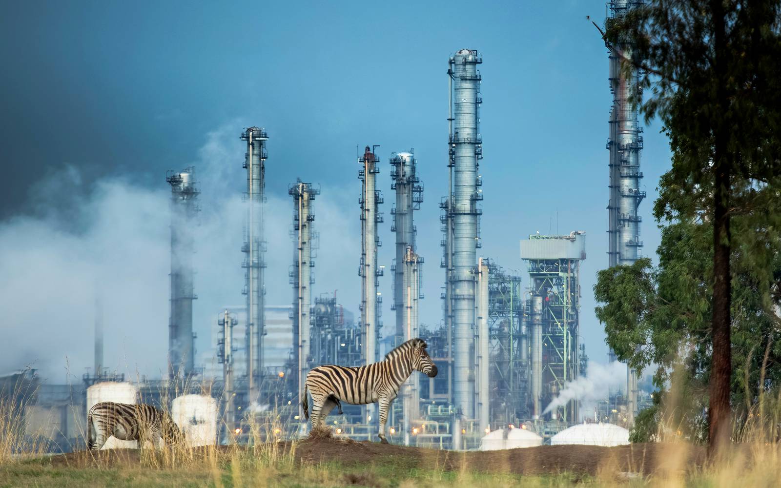 Zebra auf eingezäuntem Grasland, das Südafrikas grösste Kohleverarbeitungsanlage umgibt Mpumalanga, Südafrika