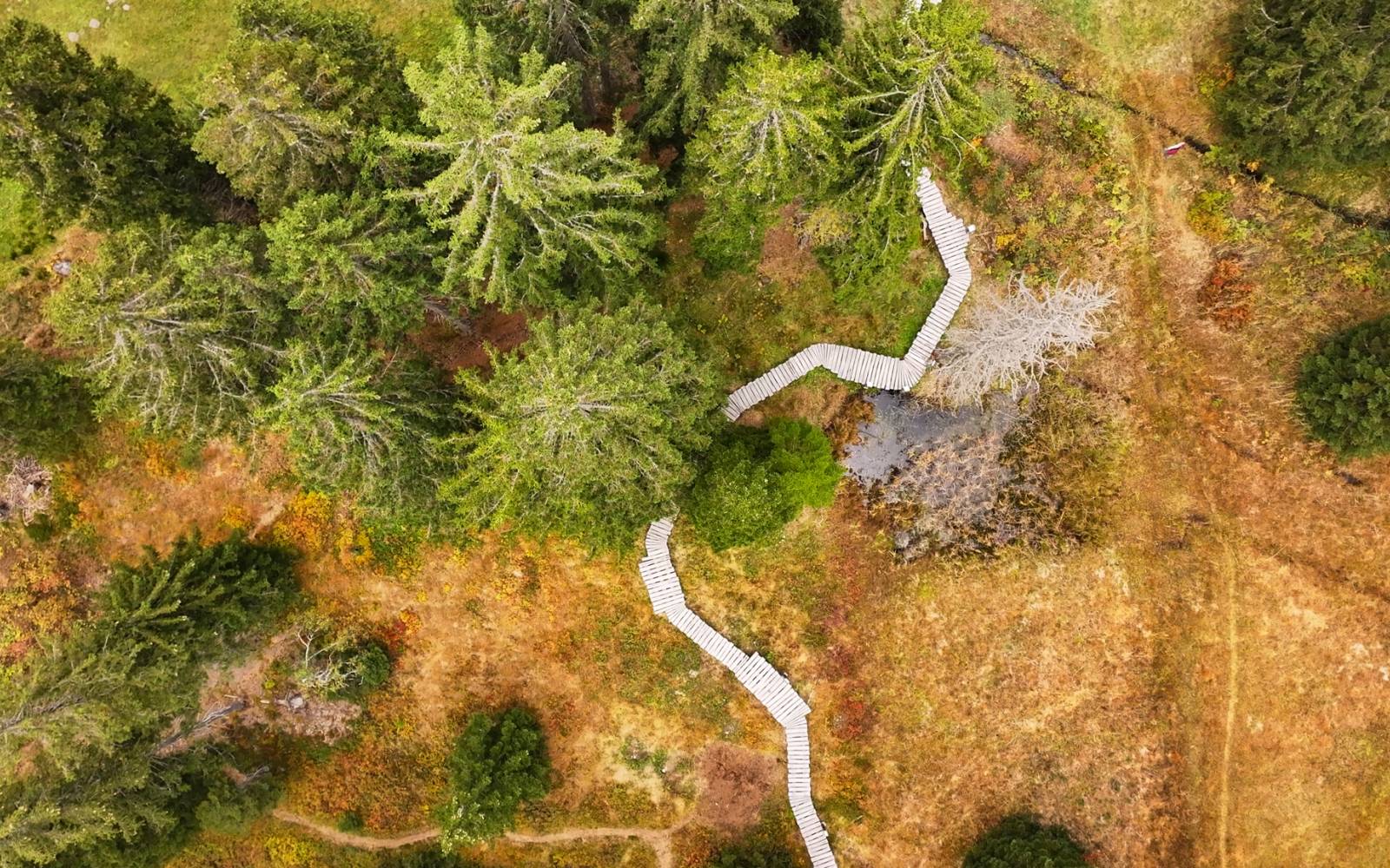 Vogelperspektive eines Pfades der durch ein Moor verläuft